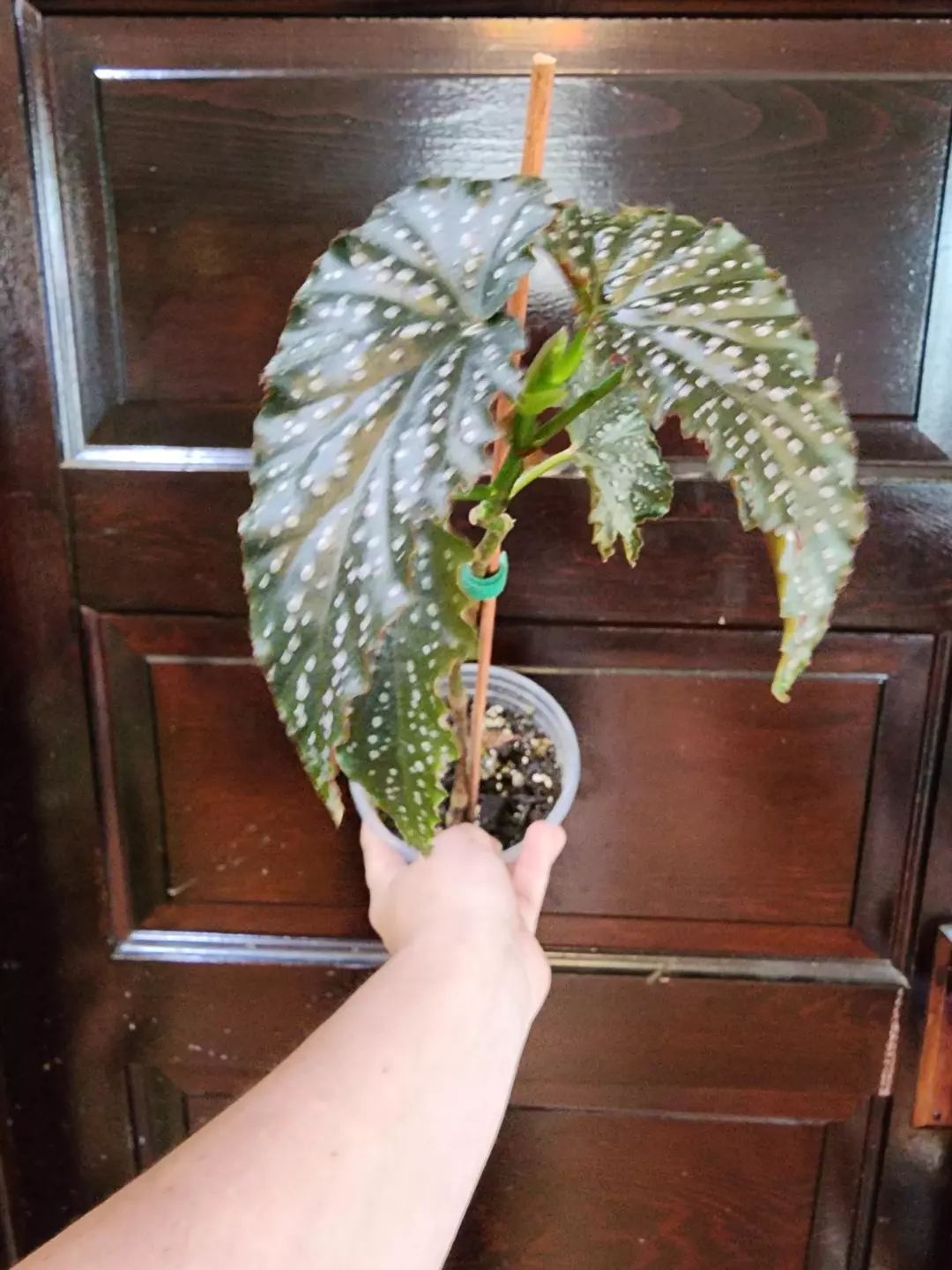Begonia frannie moser thumbnail