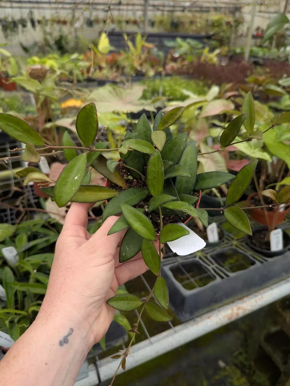 Hoya Rosita thumbnail