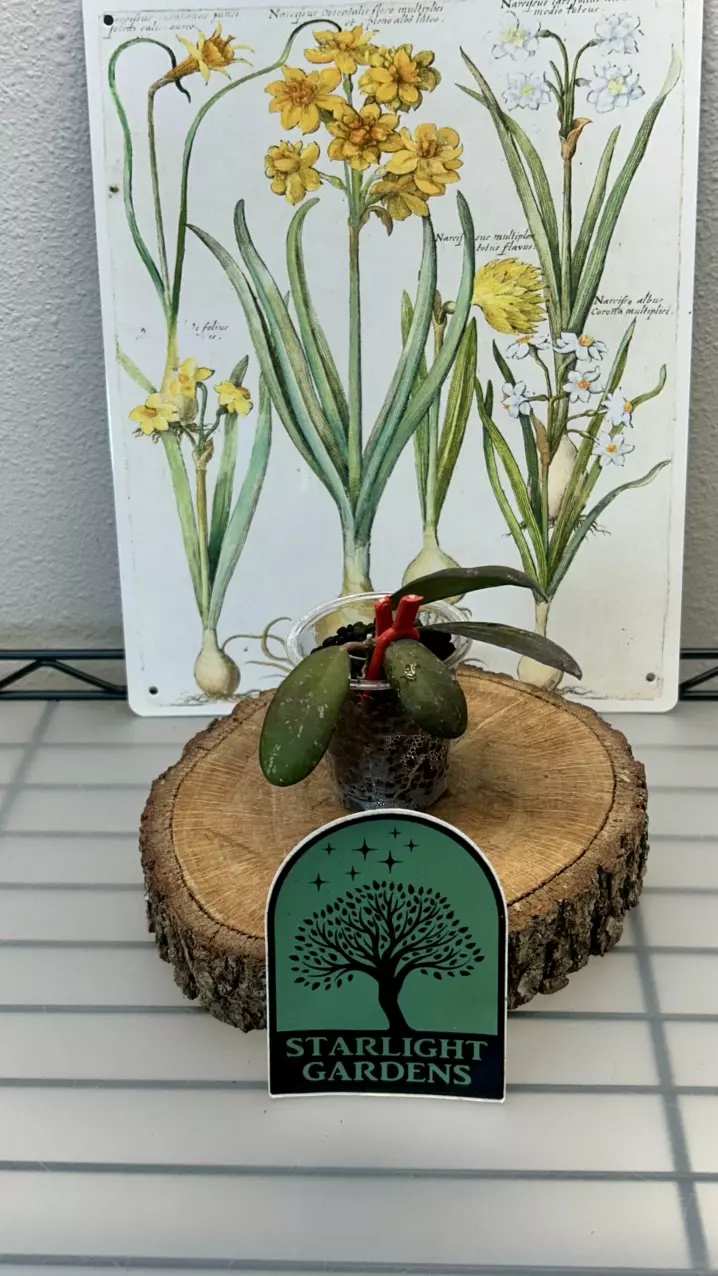 Hoya GPS 7240 thumbnail