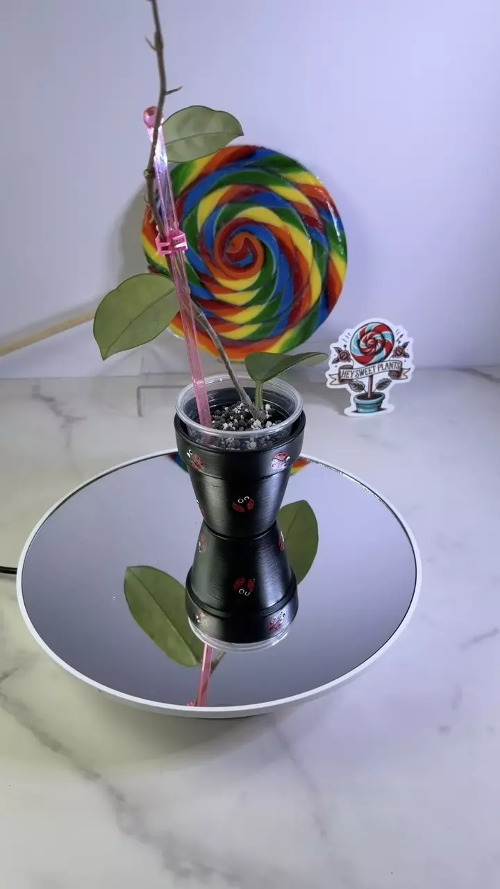 Hoya Madara Green Edge reverted thumbnail