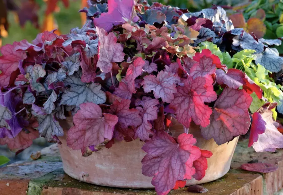 Heuchera Berry Smoothie starter plant growers choice thumbnail