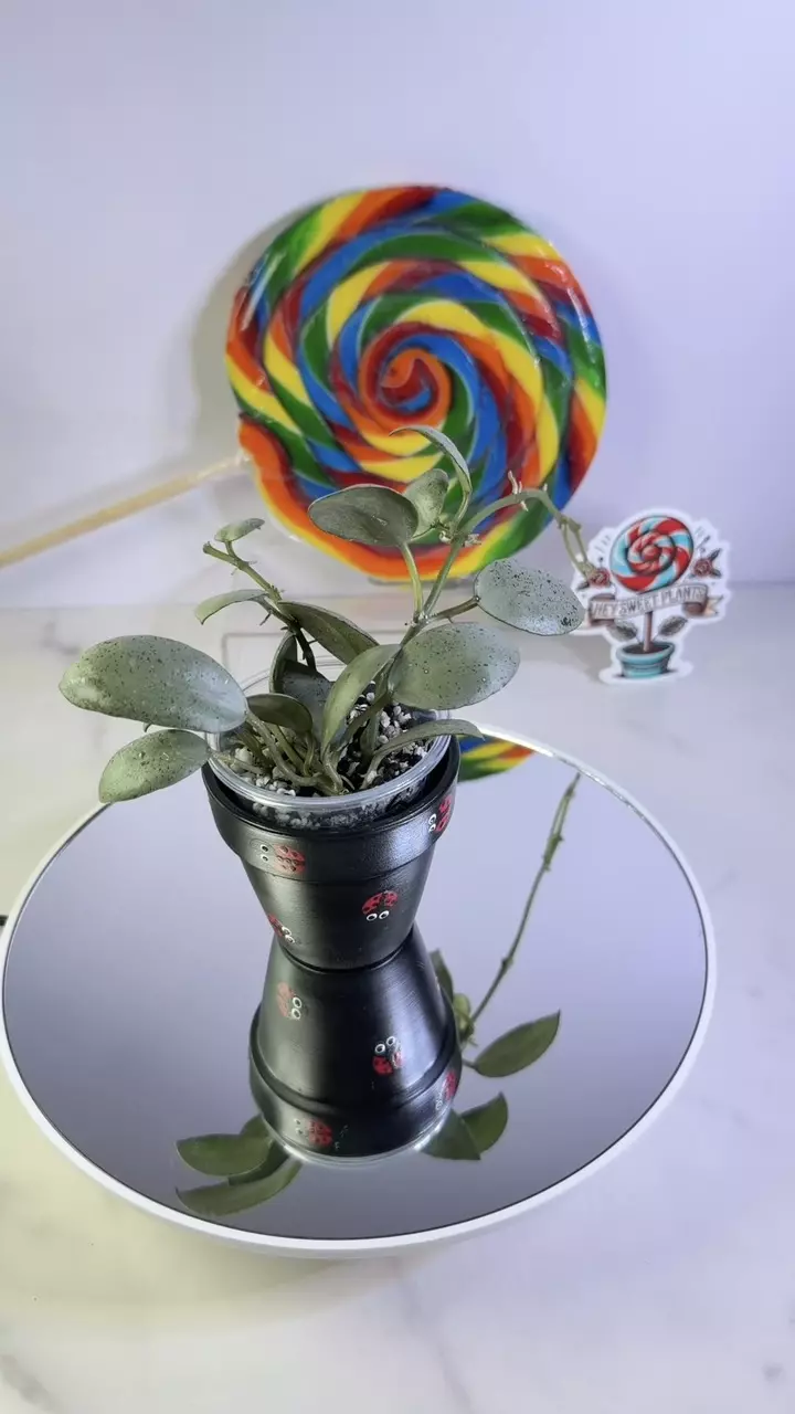 Hoya Lacunosa Silver Pearl thumbnail