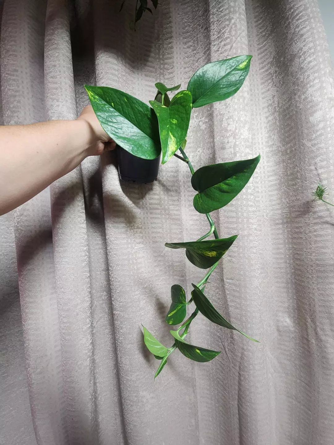 Pothos thumbnail