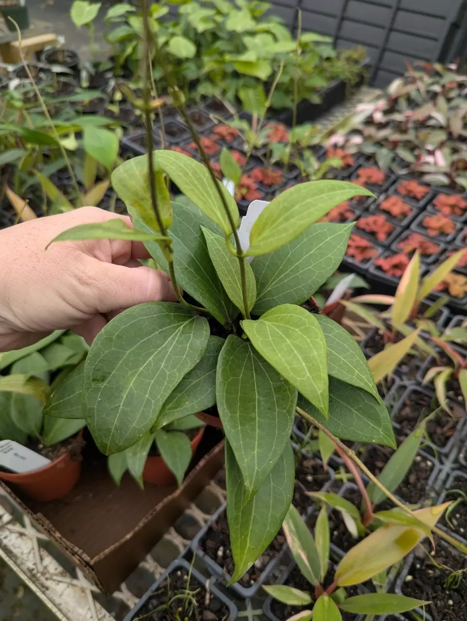 Hoya pottsii thumbnail