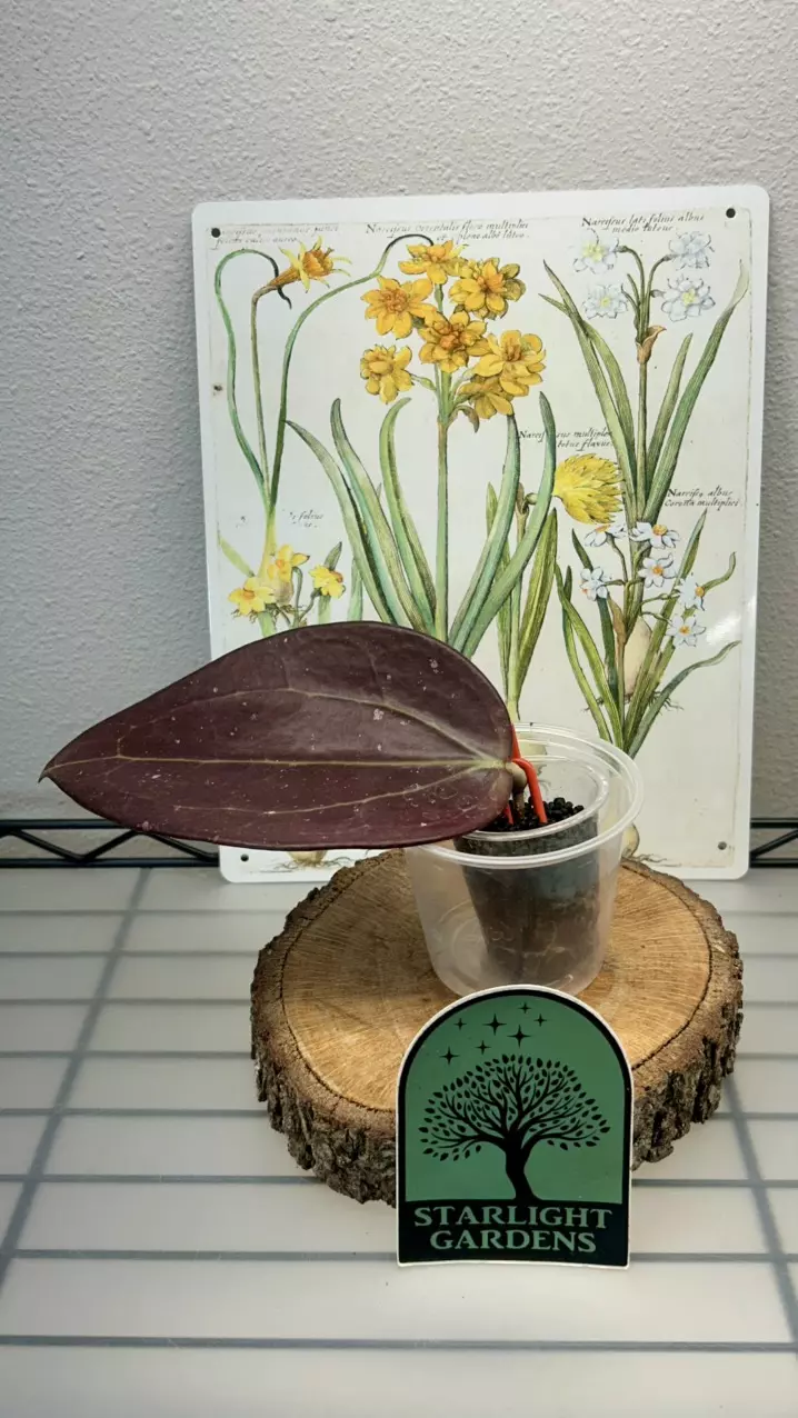 Hoya Black Magic thumbnail