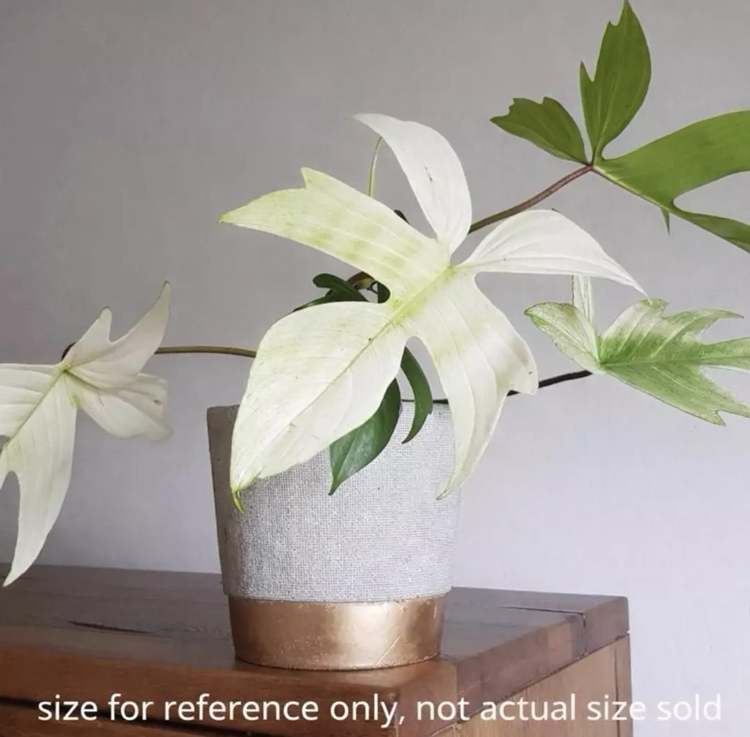 Florida Ghost Philodendron Tissue Culture – Rare - Growers Choice thumbnail