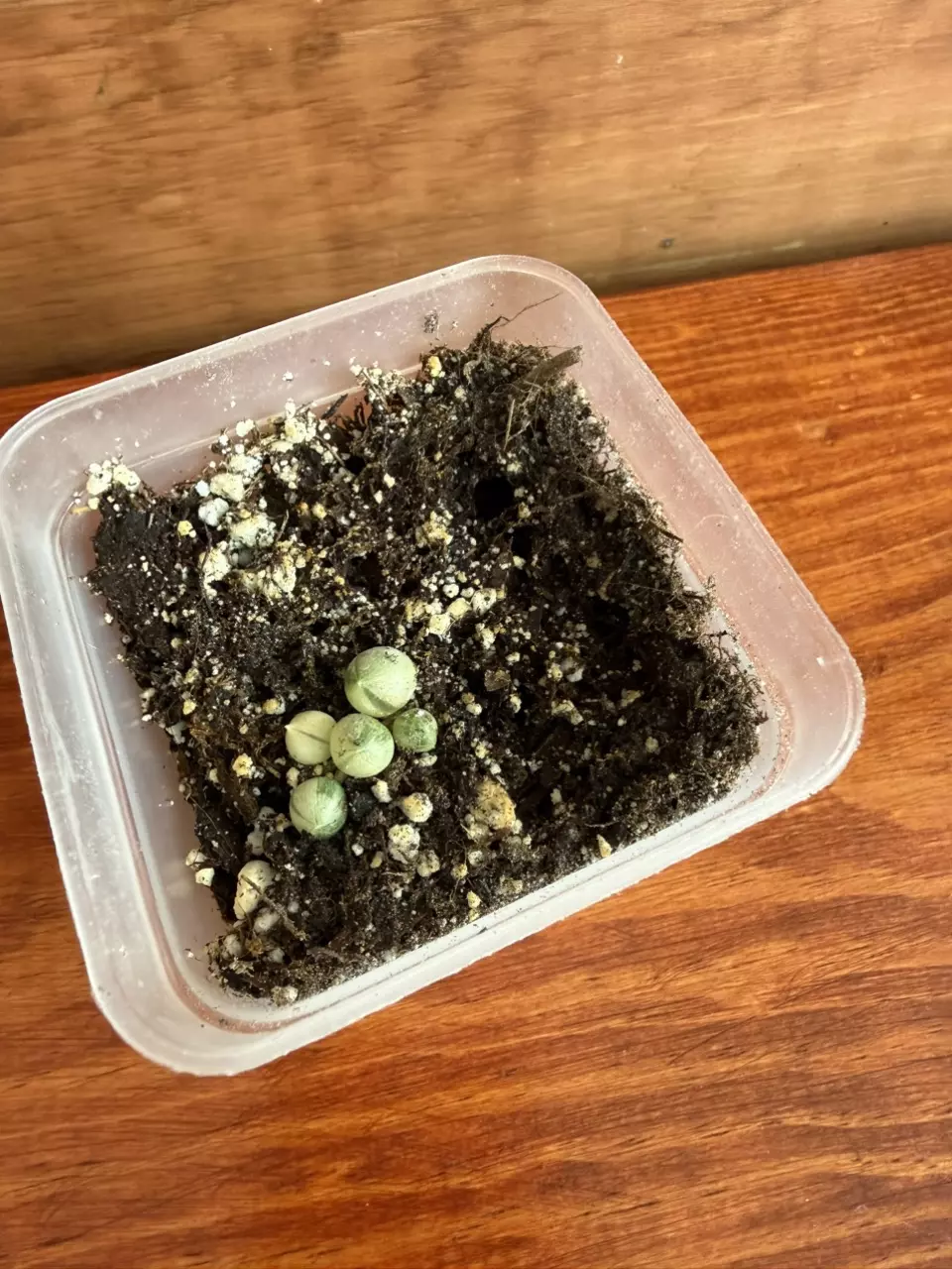 Variegated string of pearls thumbnail