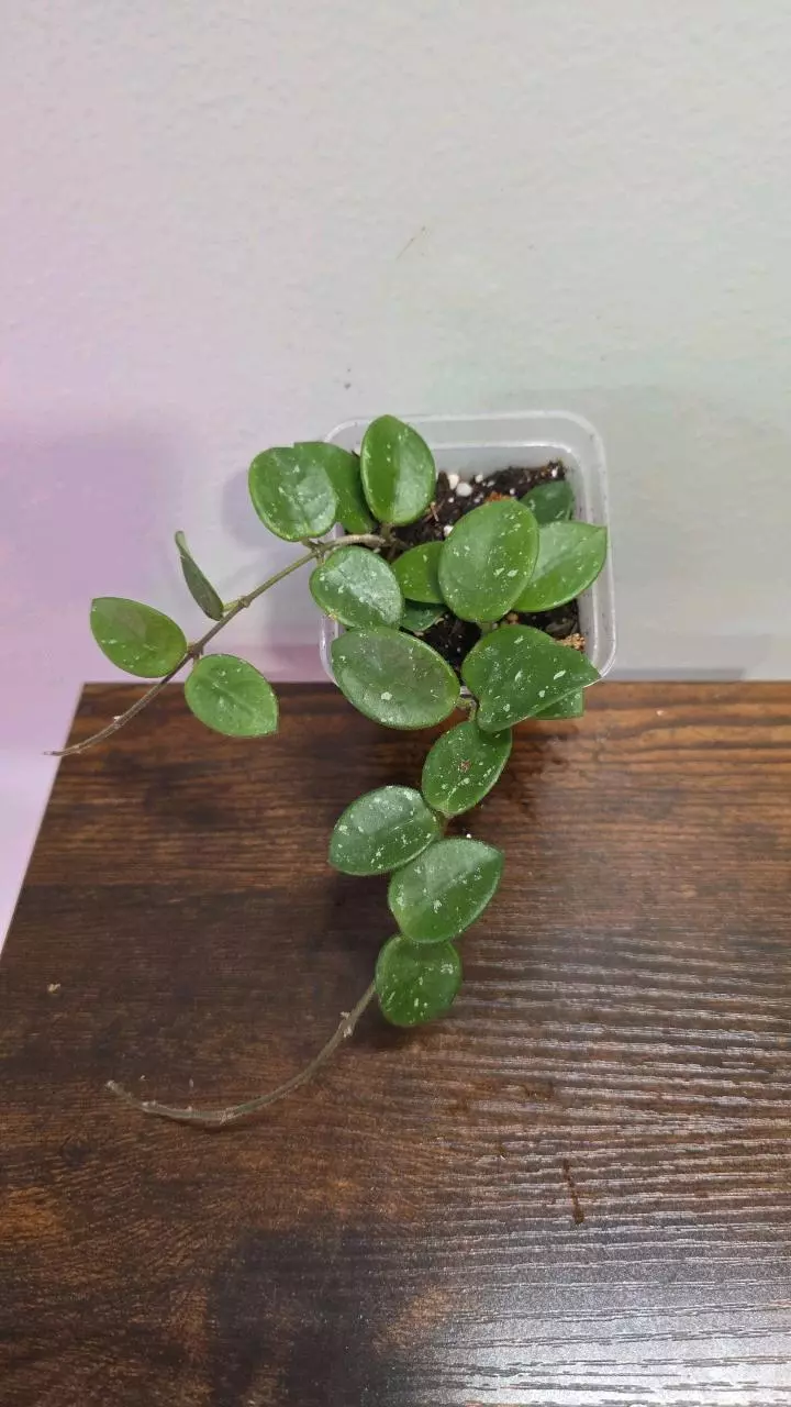 Hoya Matilde Splash Variegated 686 thumbnail