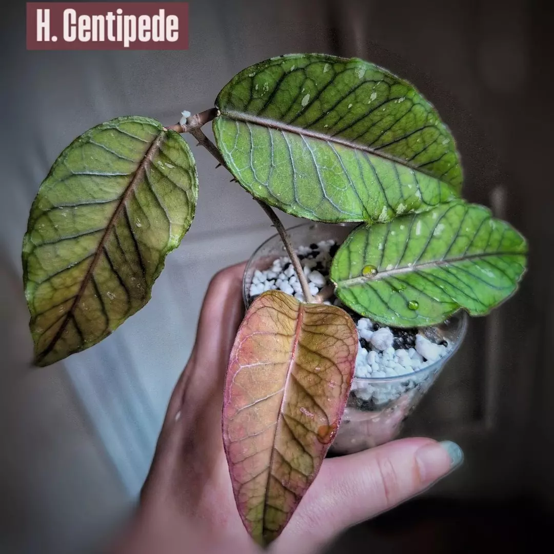 Aceh 'Centipede' thumbnail