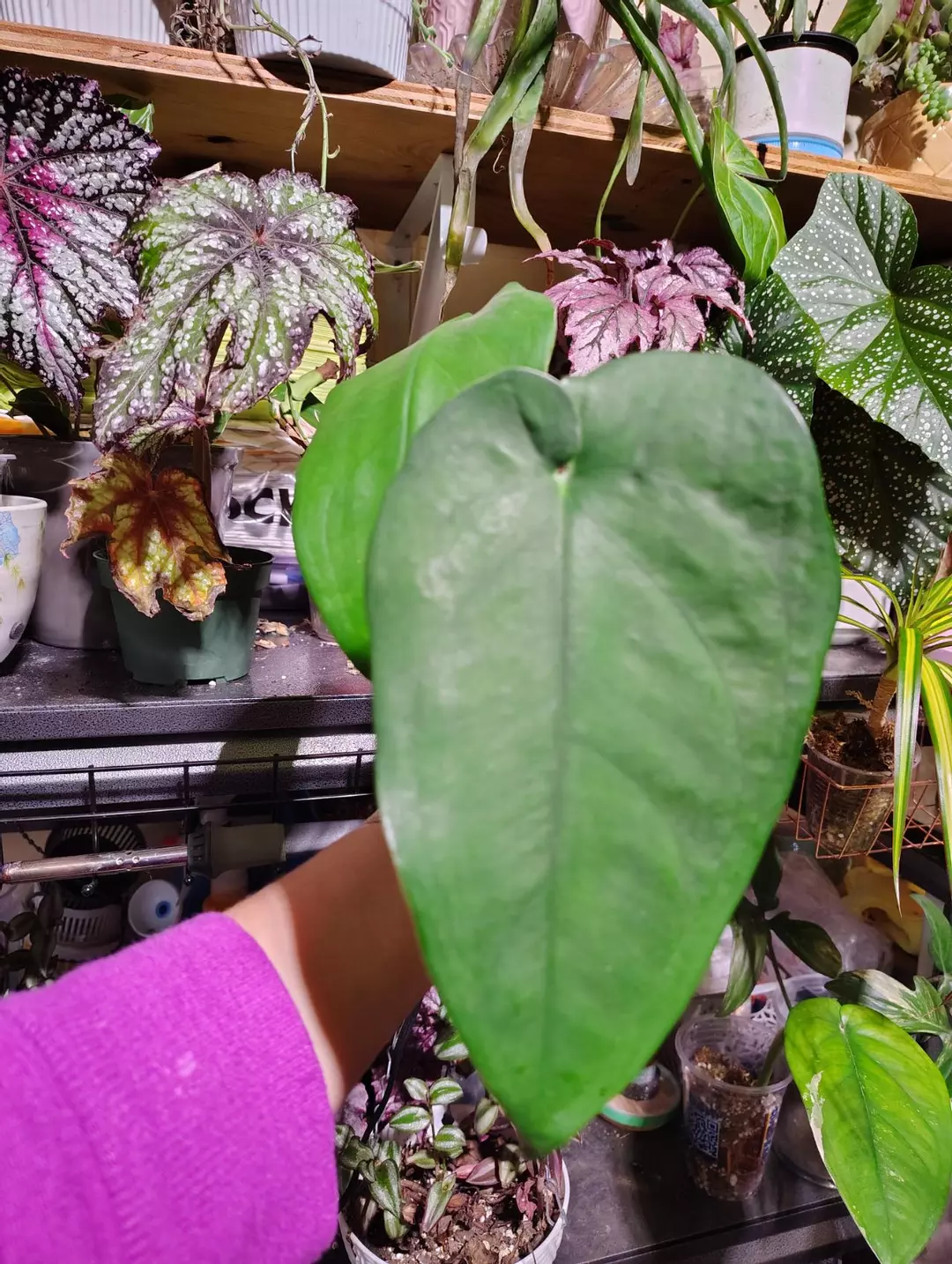 Syngonium chiapense thumbnail