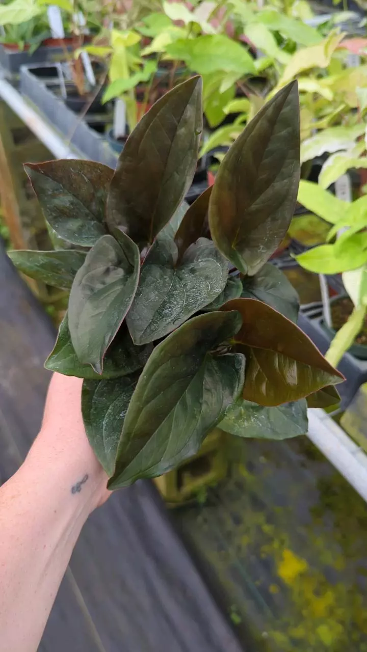 Syngonium Red Arrow thumbnail