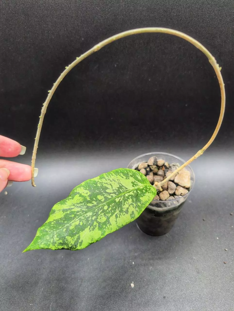 Meredithii Aceh 'splash' (7 nodes) thumbnail