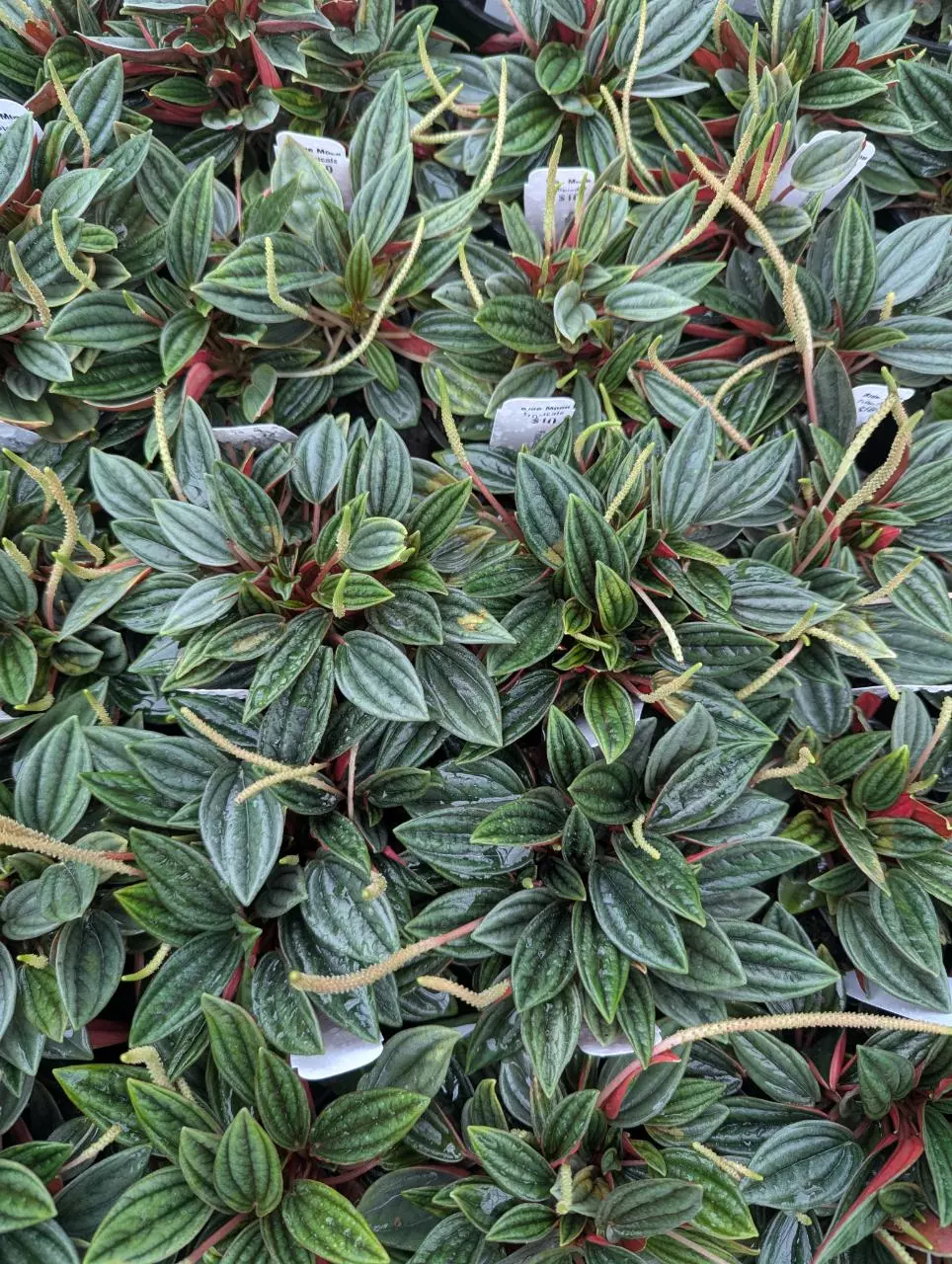 Peperomia Rosso thumbnail