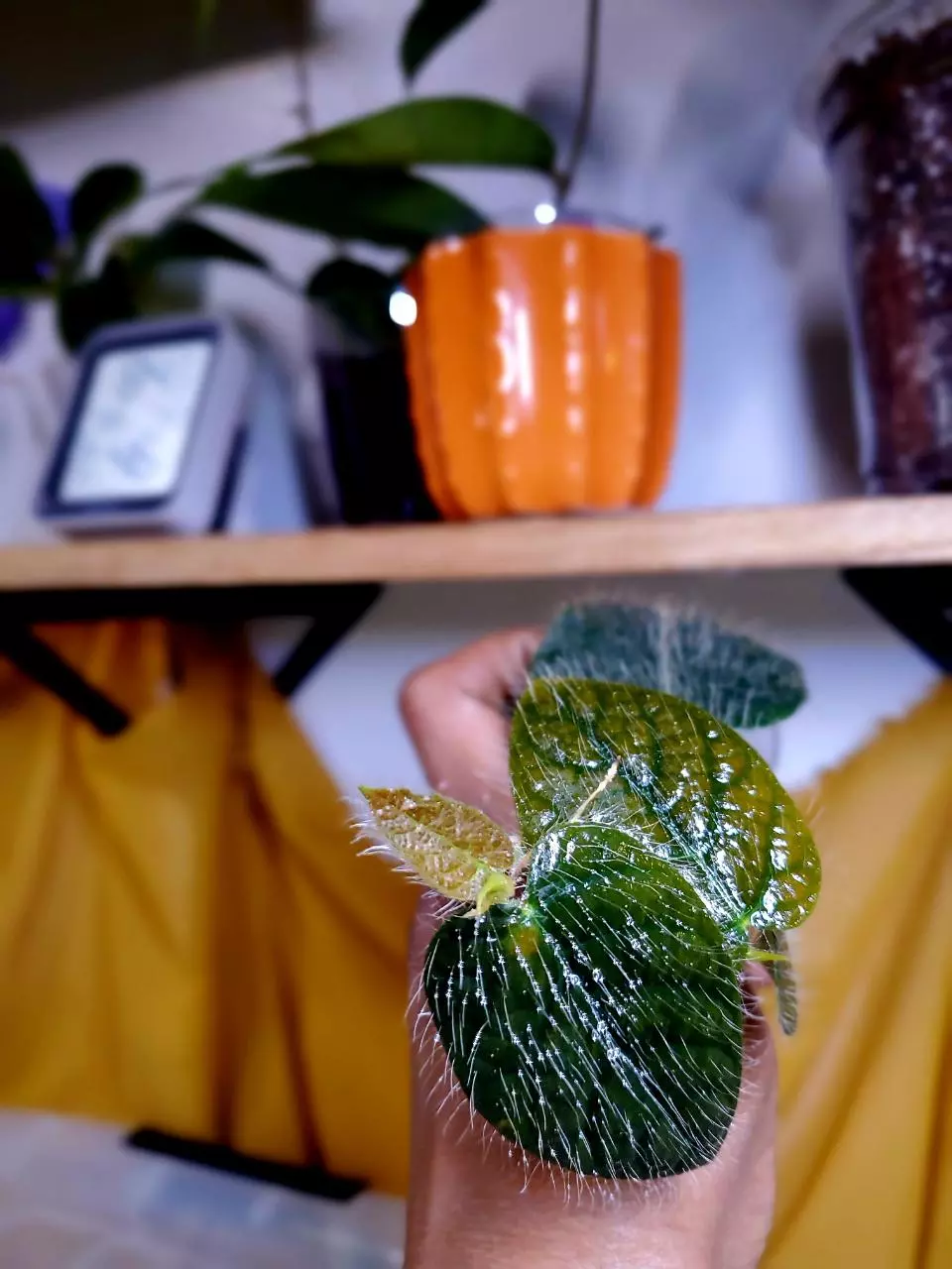 Ficus Villosa 🪴 Rooted Cutting ✨️ RARE 🦄 thumbnail