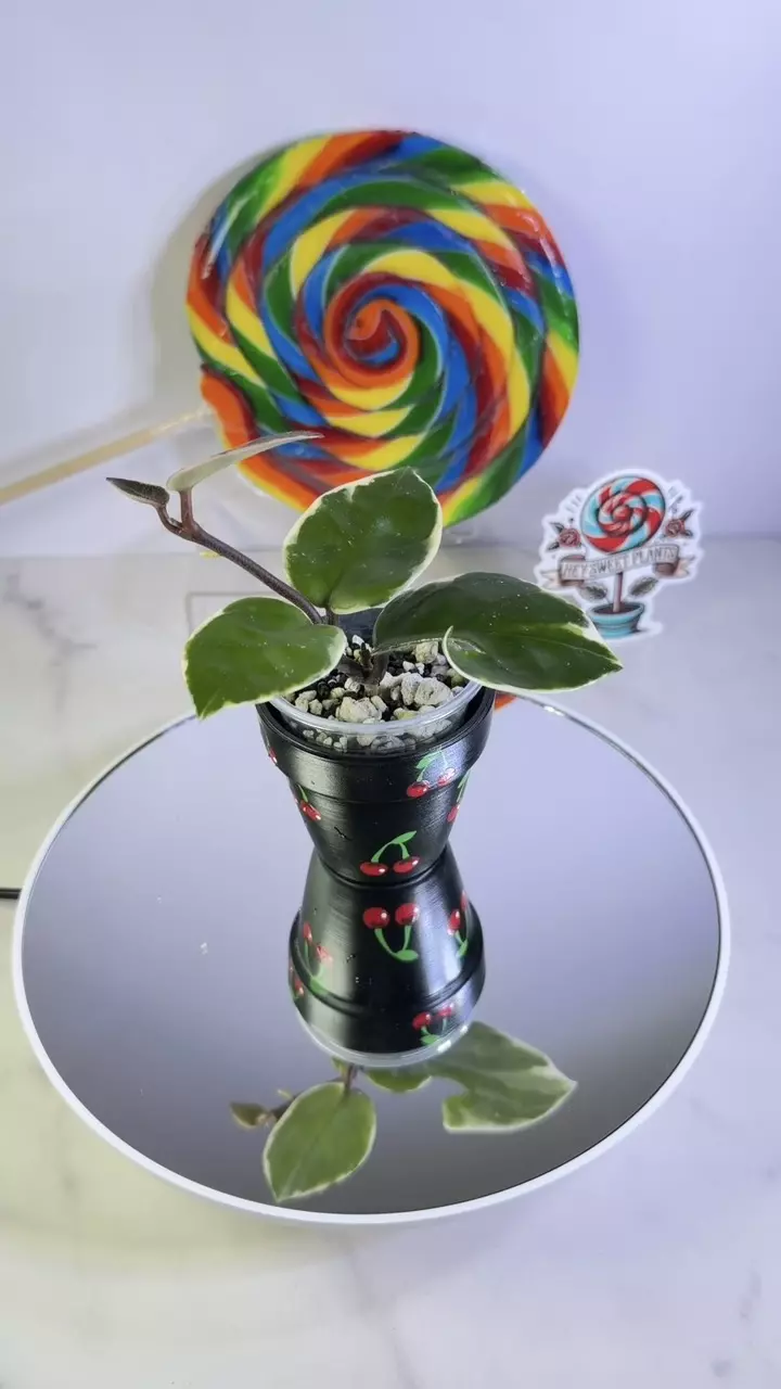 Hoya Carnosa outer variegated (FKA Snowball ❄️) thumbnail