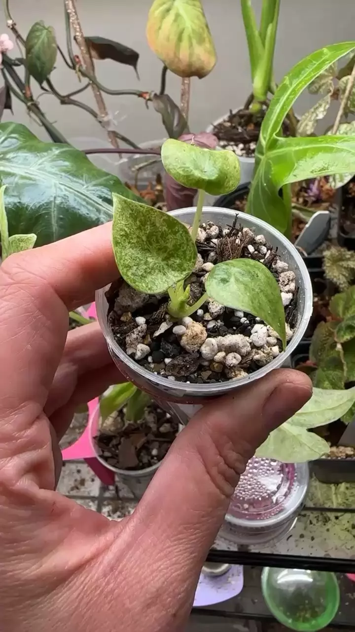 Cucullata White Form Pup thumbnail