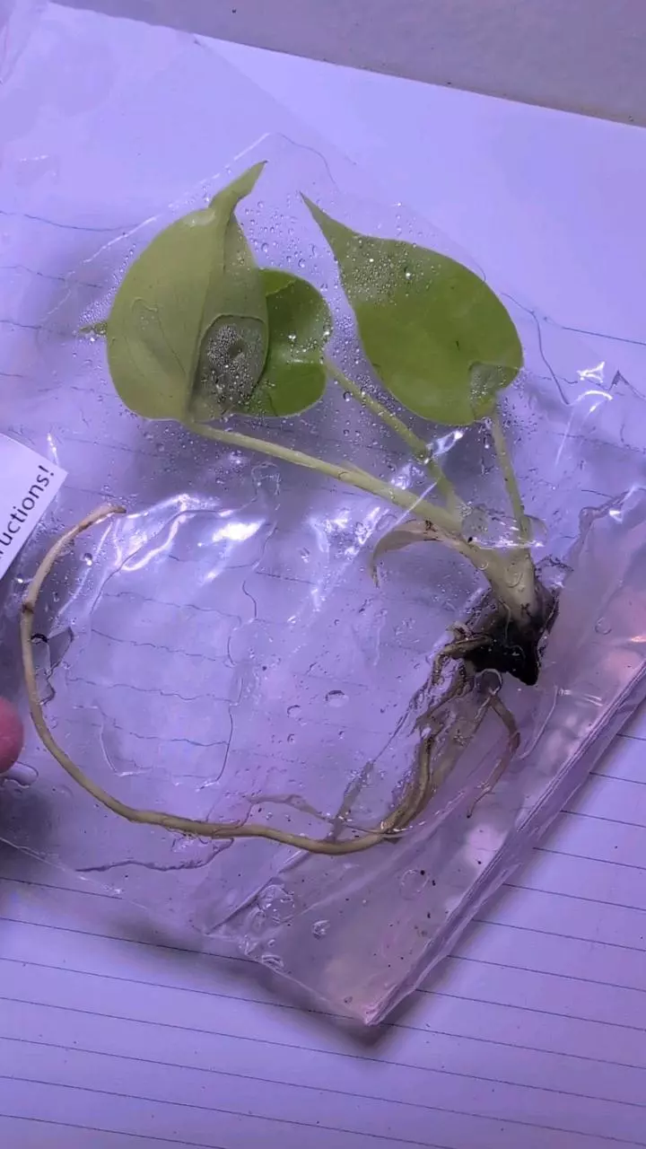 Monstera Lemon Lime TC thumbnail