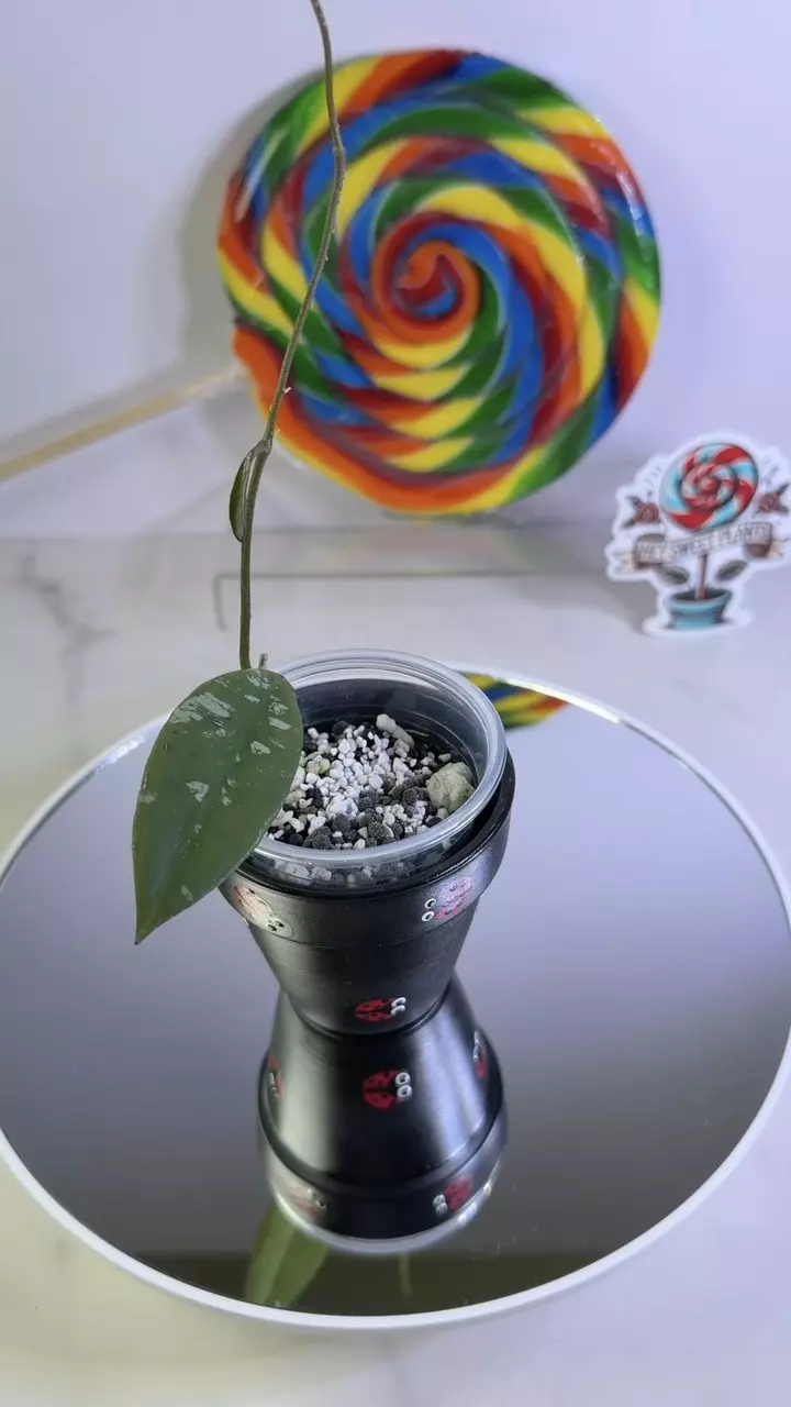 Hoya Kaikoena splash thumbnail