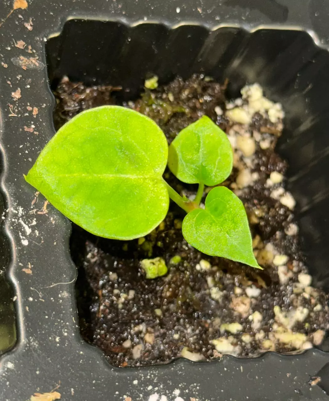 Anthurium Silver Blush (read description) thumbnail