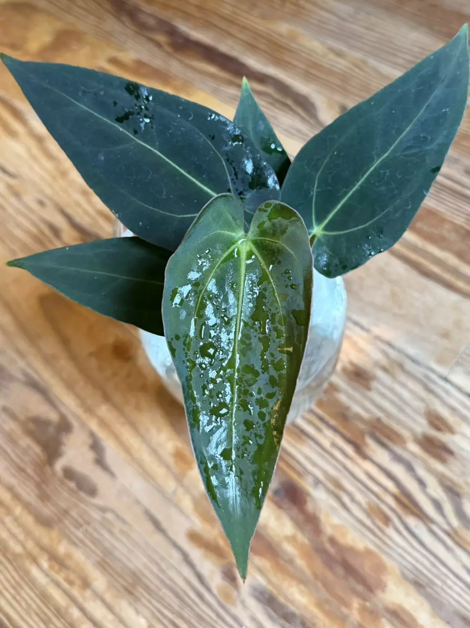 A. Pap X-One x Fort Sherman *Fresh Import* thumbnail