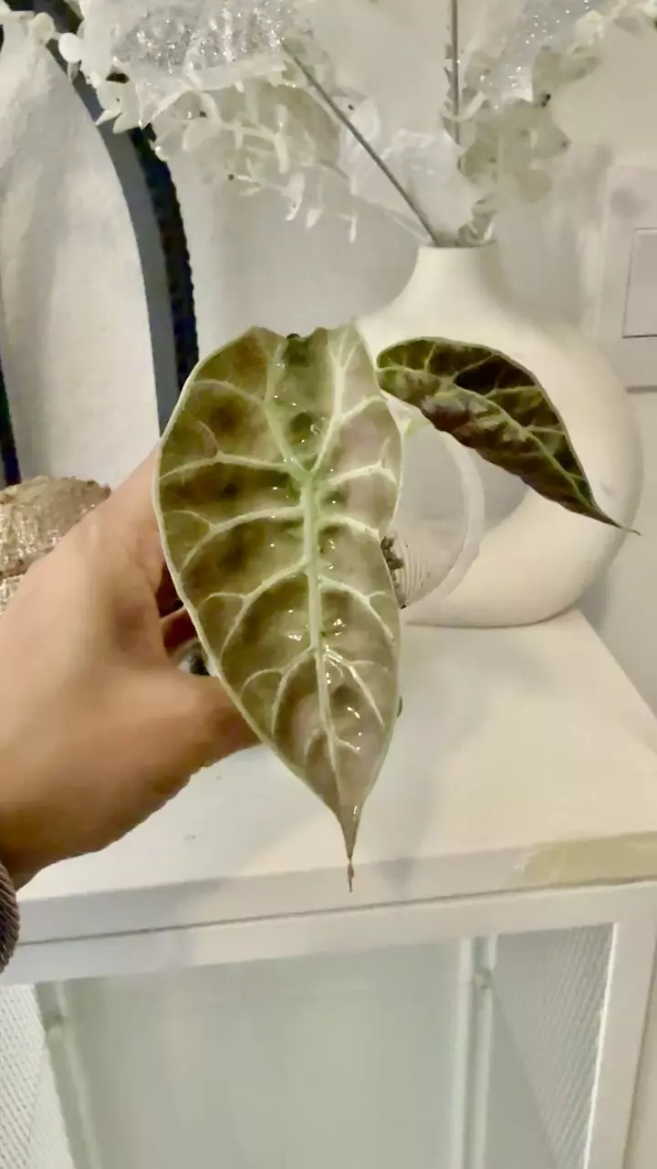 Watsoniana Pink Mint thumbnail