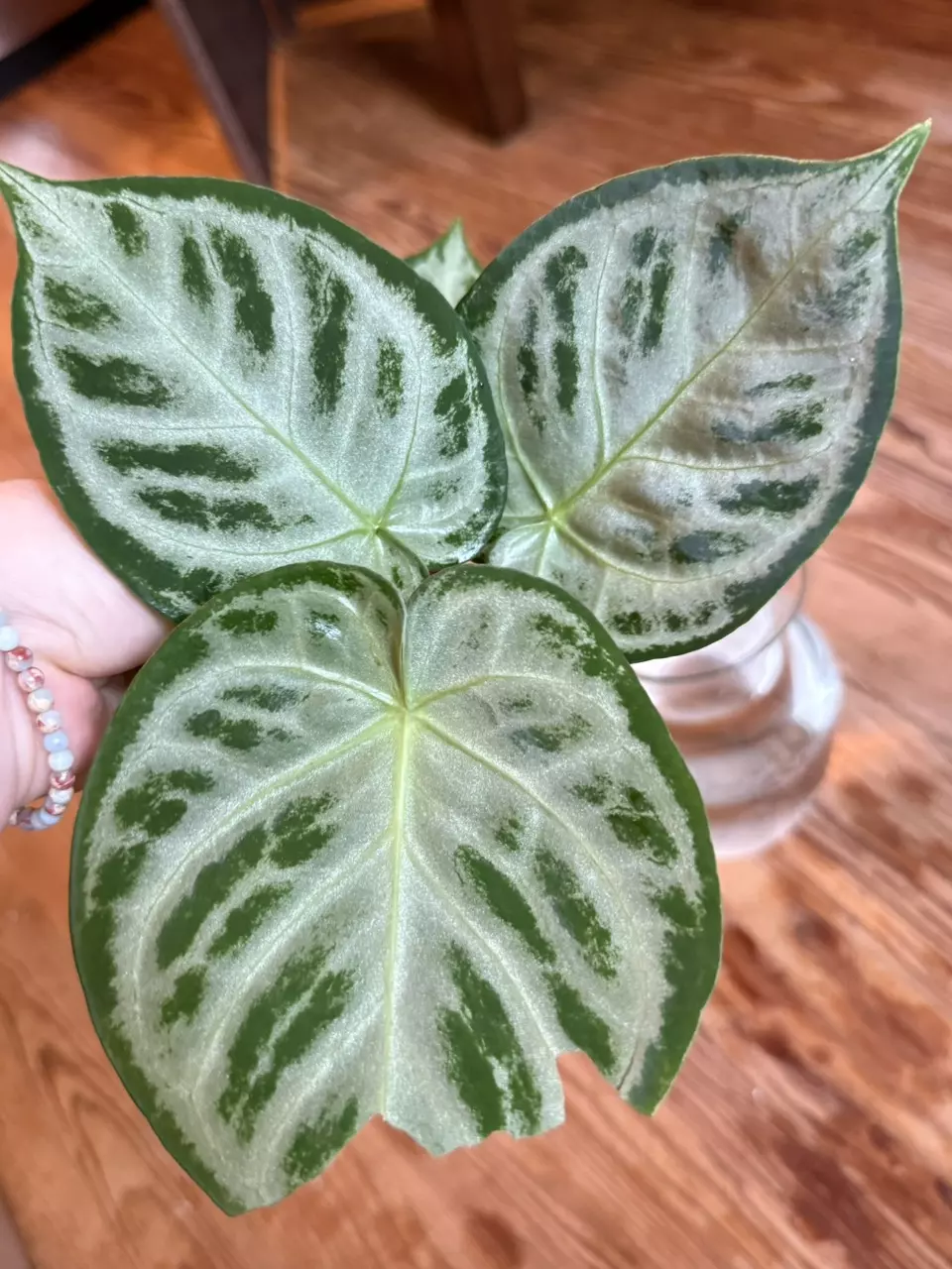 A. Silver Chrome *Fresh Import* thumbnail