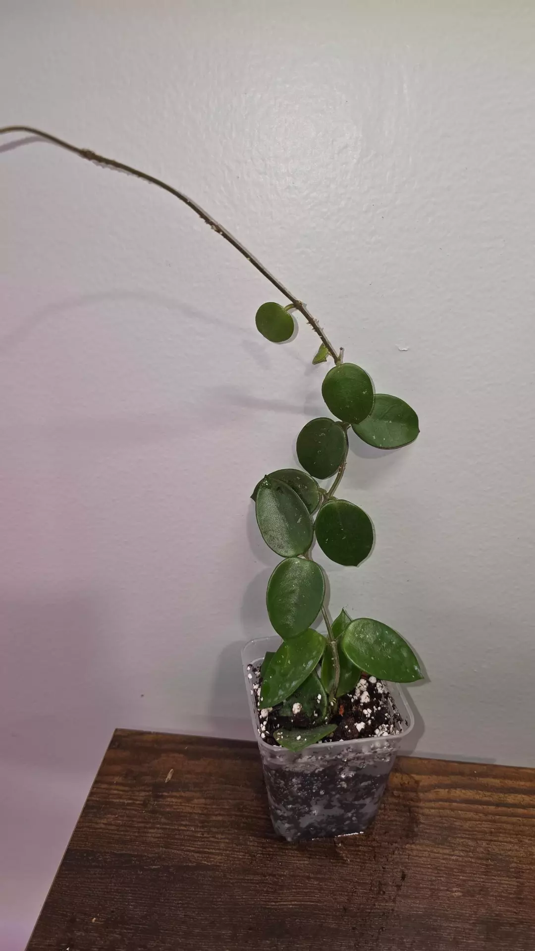 Hoya Chouke B thumbnail