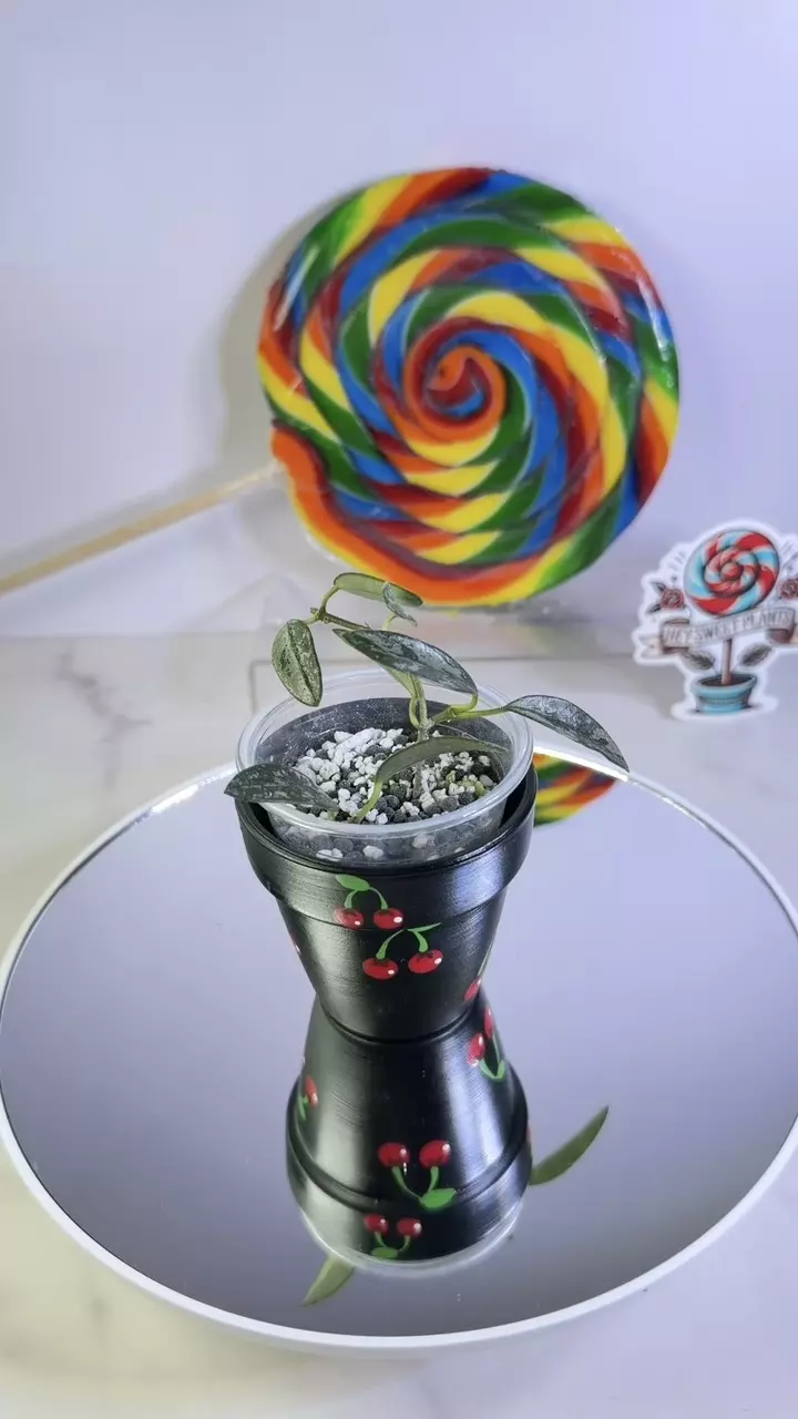 Hoya Lima splash thumbnail