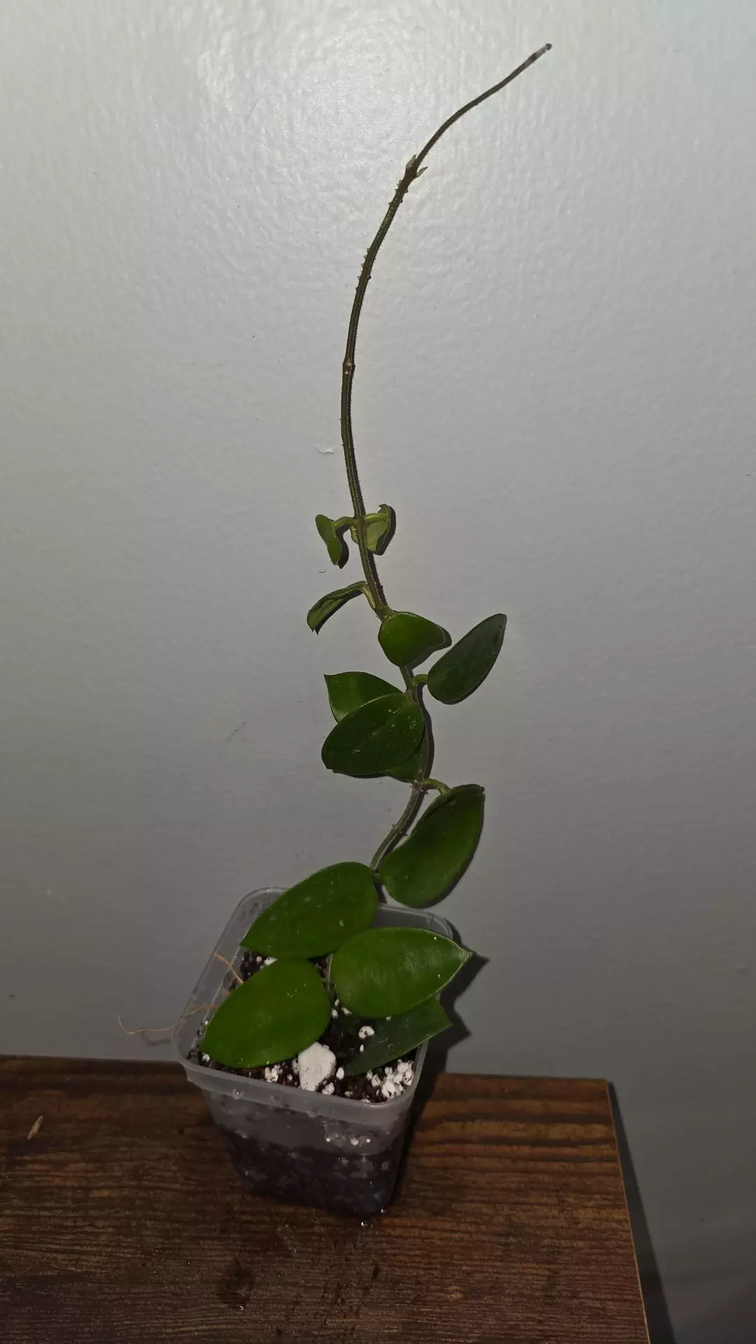 Hoya Chouke A thumbnail