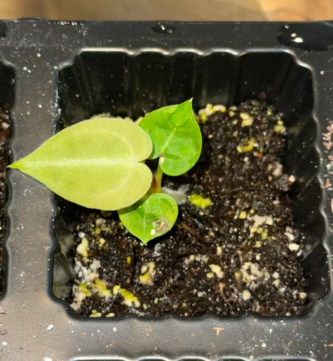 Anthurium Silver Blush (read description) thumbnail