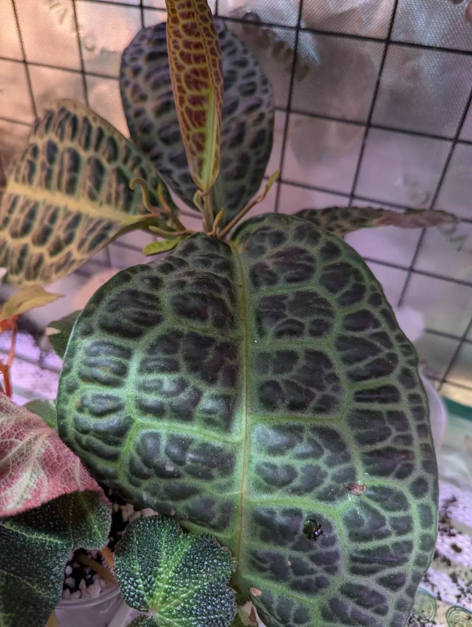 Labisia turtle back cutting thumbnail