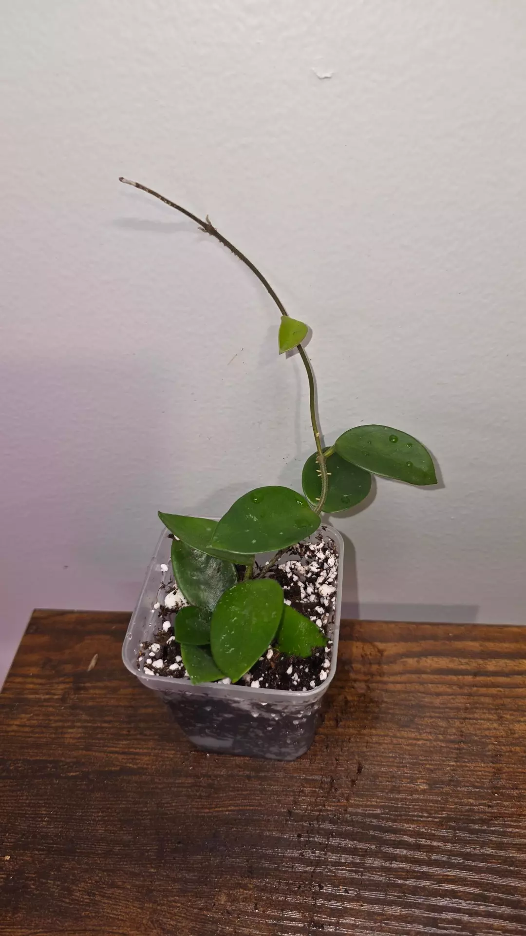 Hoya Chouke C thumbnail