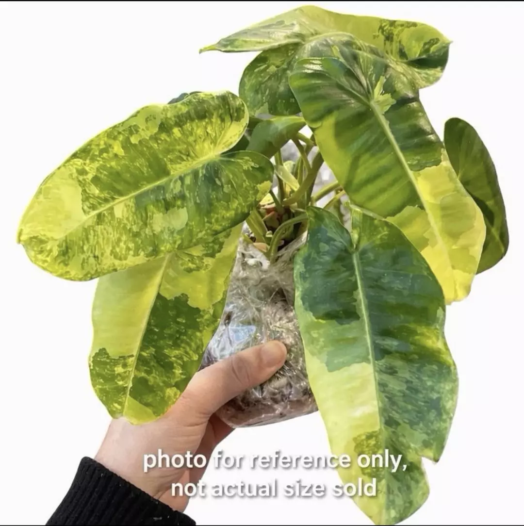 Philodendron Burle Marx Variegated Tissue Culture Plant (TC) | Growers Choice thumbnail
