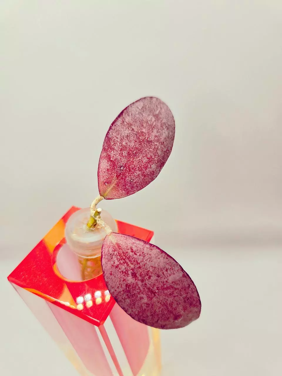 Hoya Walliniana Silver Cutting Sunstressed thumbnail