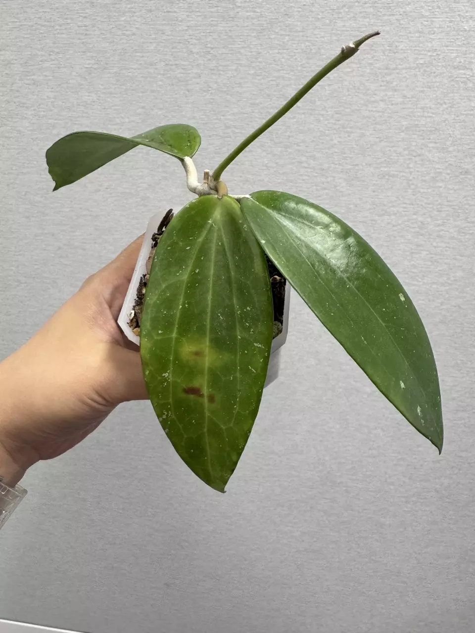 Hoya Hybrid Cotton Candy x Unknown thumbnail
