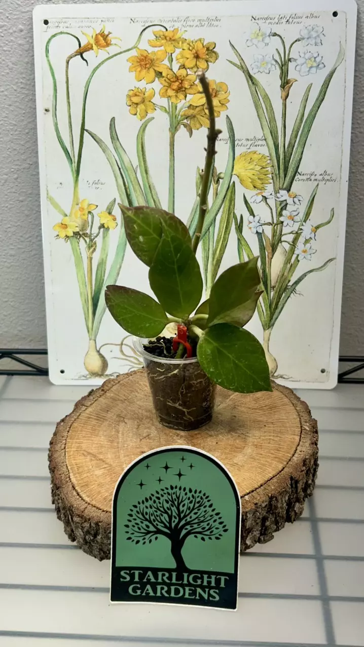 Hoya Sunrise thumbnail