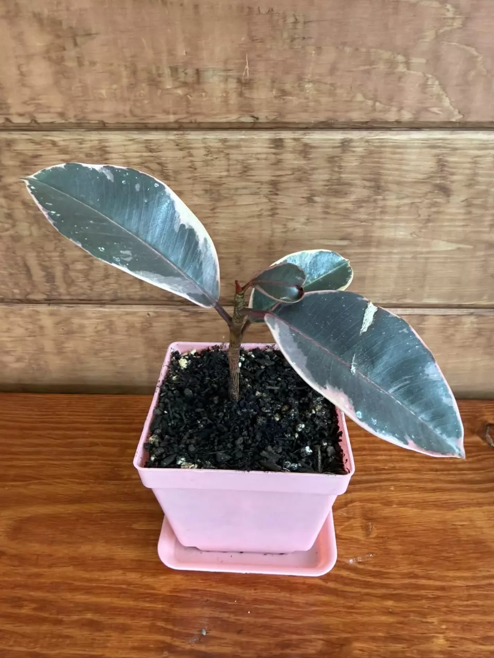 Ruby ficus thumbnail