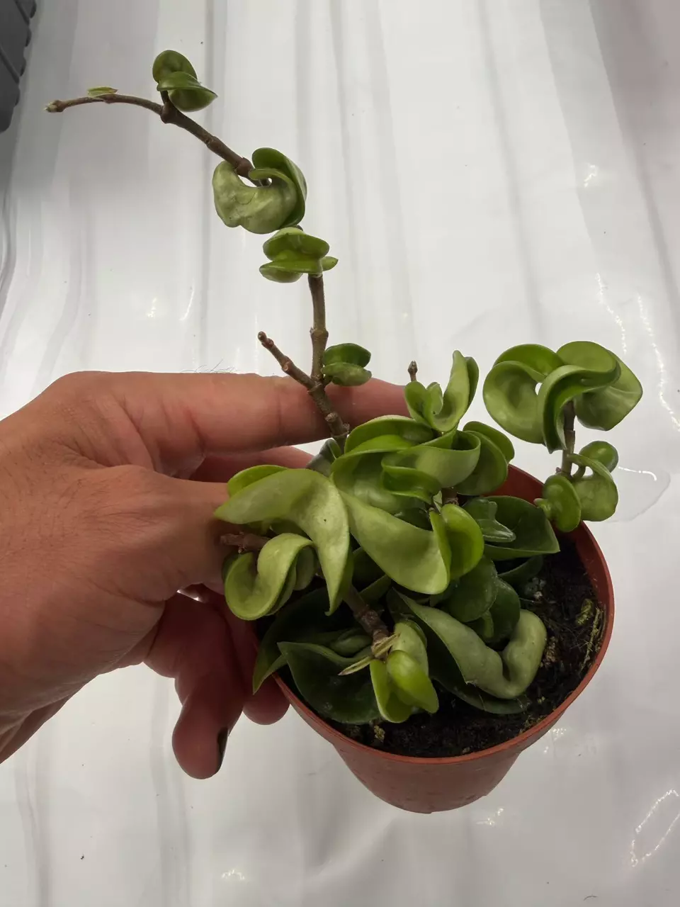 Hoya Compacta Rope GC thumbnail