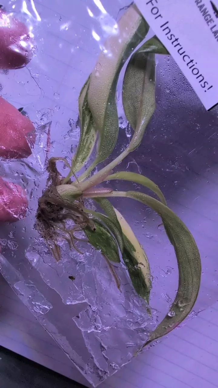 Philodendron Caramel Marble TC thumbnail