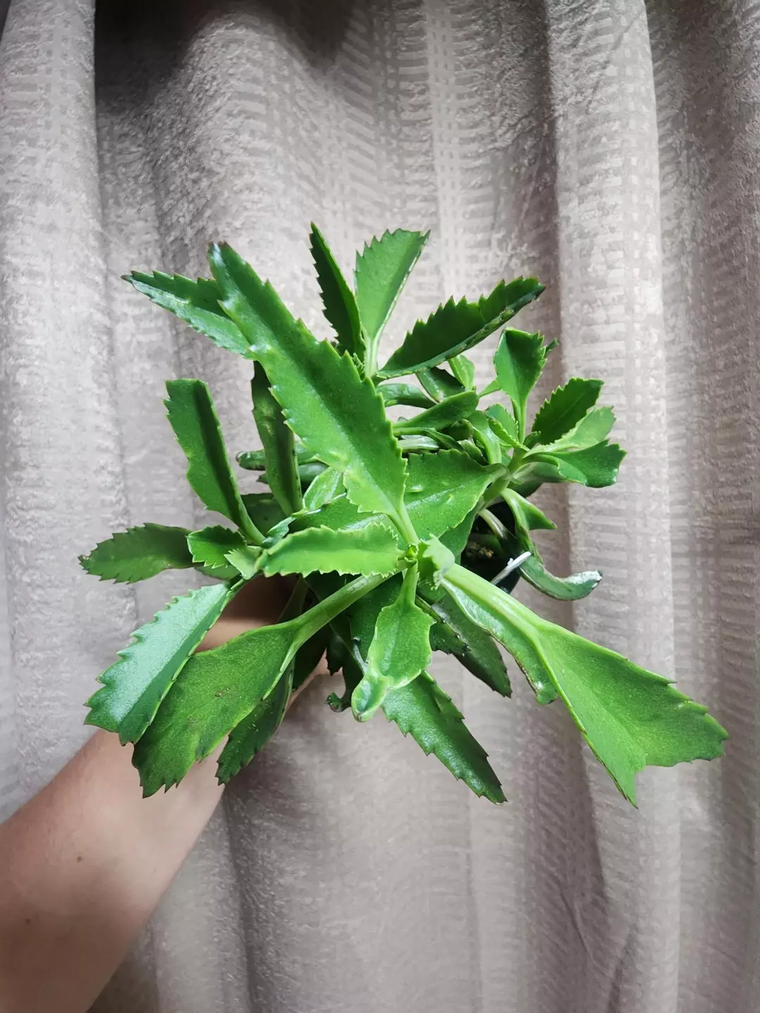 Mother of thousands thumbnail