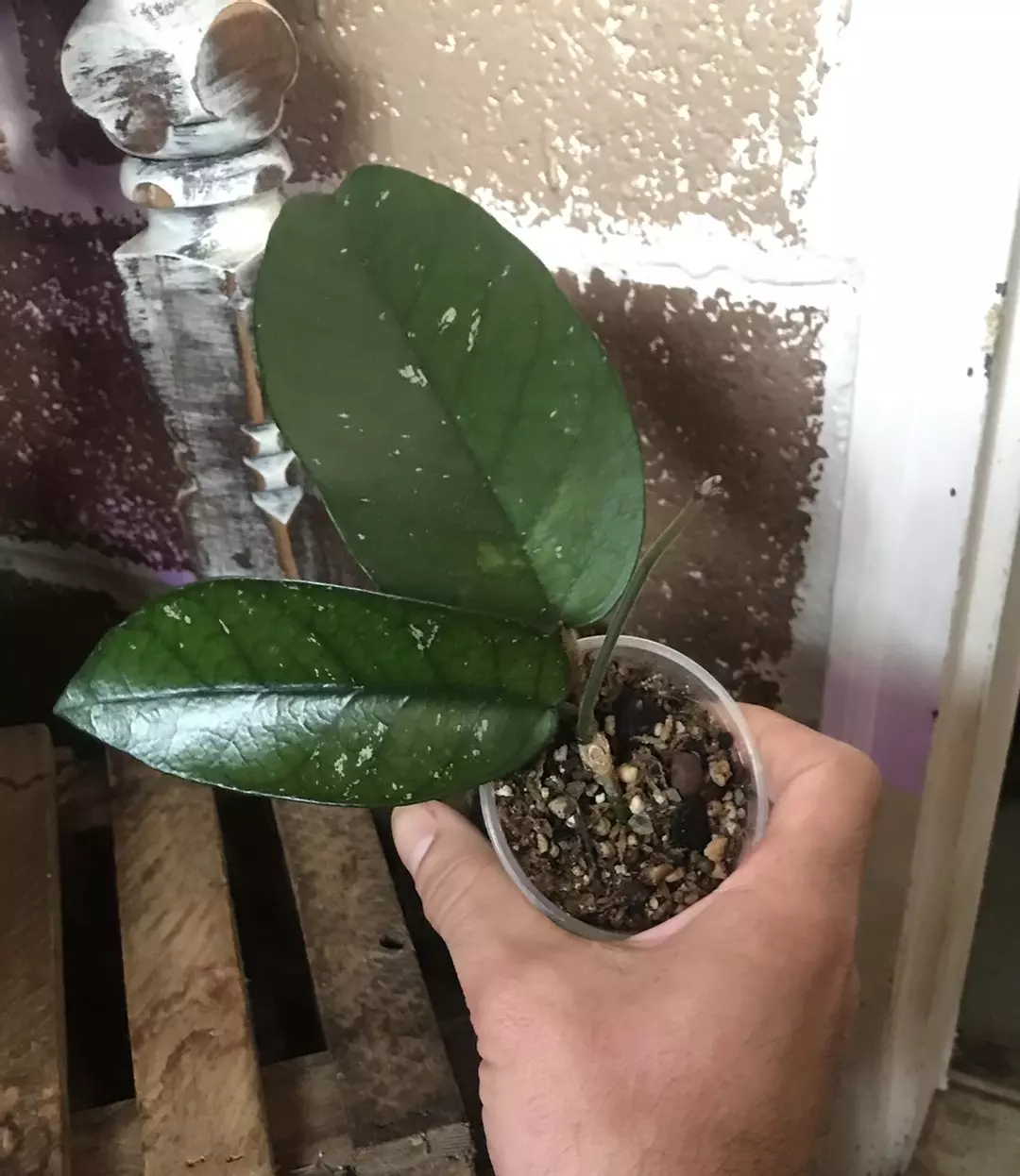 Hoya sp. Tam Dao thumbnail