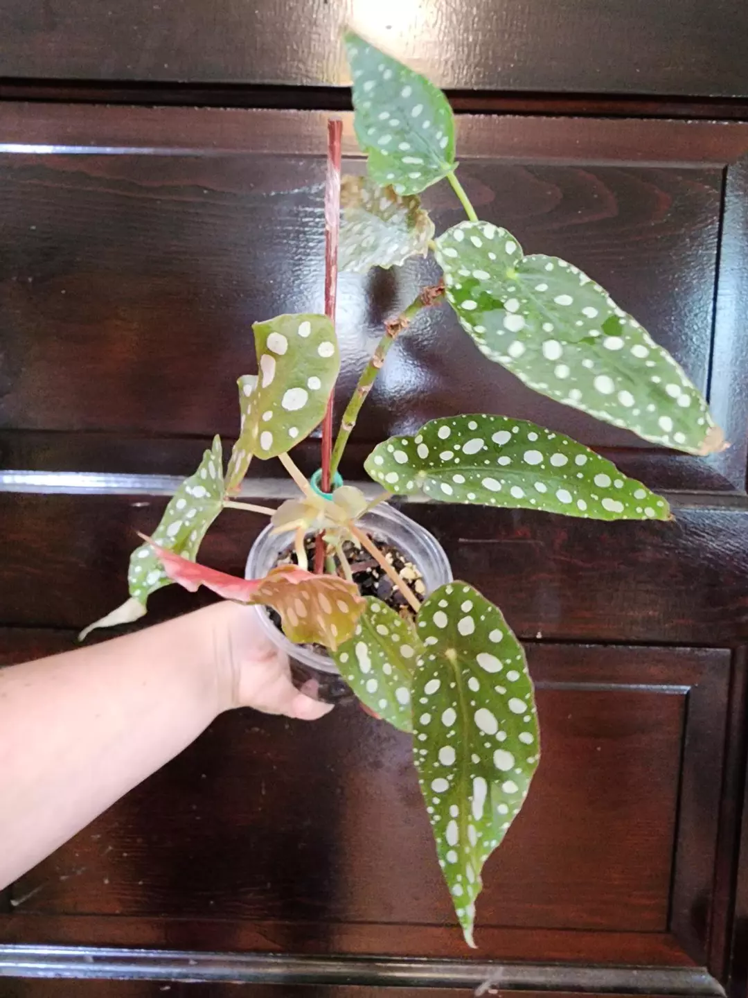 Begonia maculata thumbnail