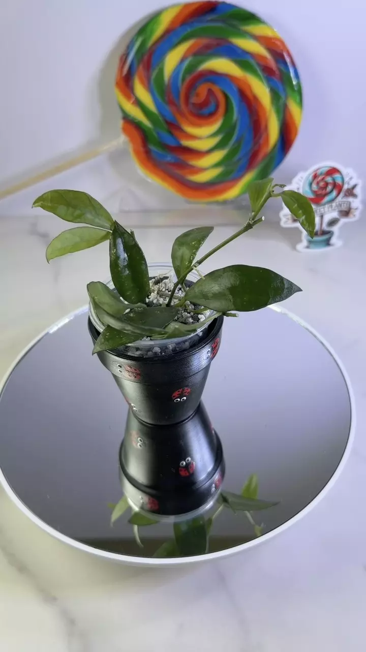 Hoya Lacunosa Gothic 🖤 thumbnail