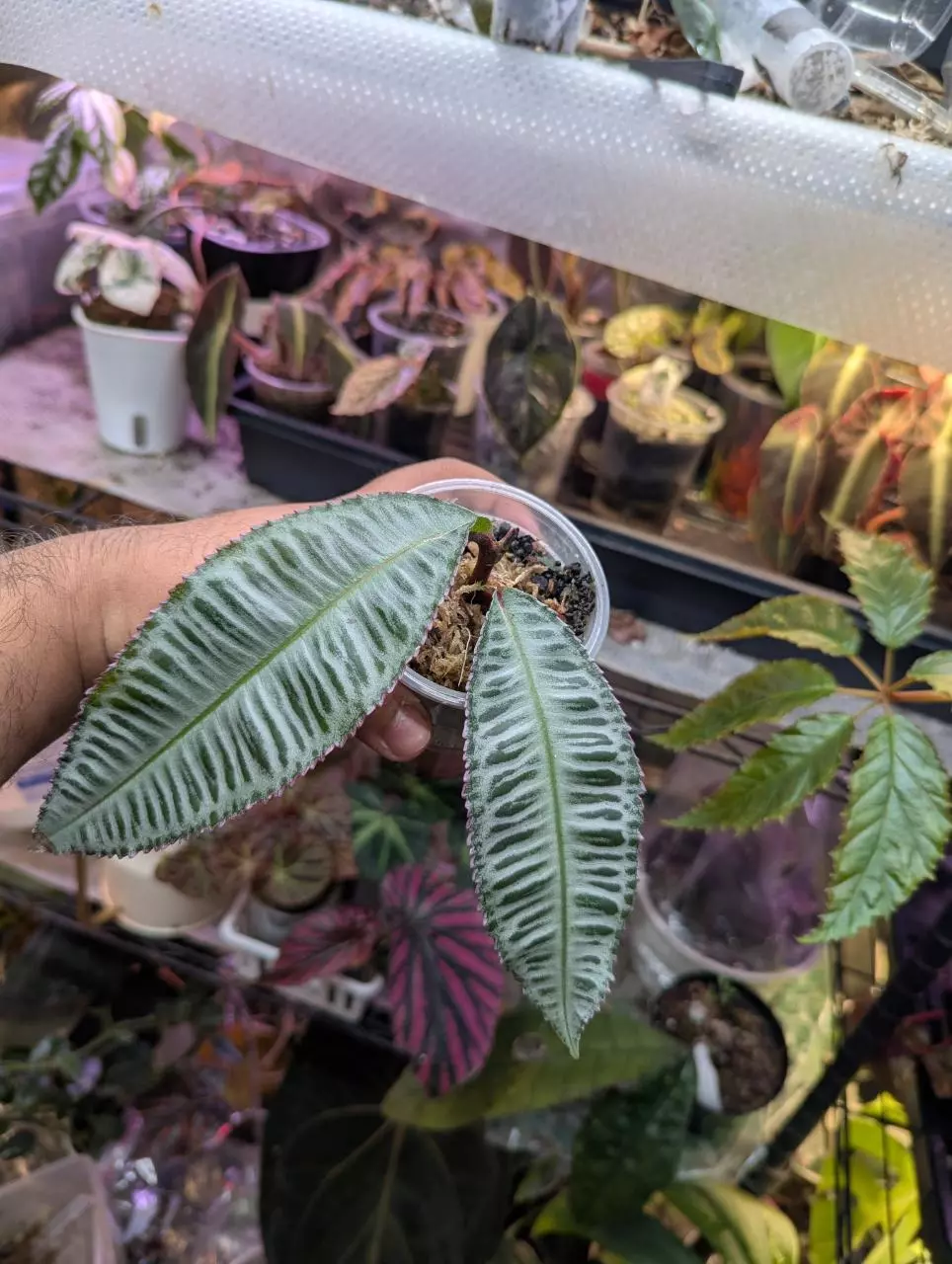 Labisia sp. Perlis rooted top cutting thumbnail