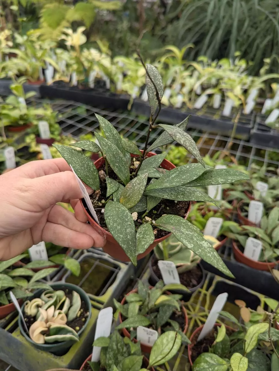 Hoya parviflora thumbnail