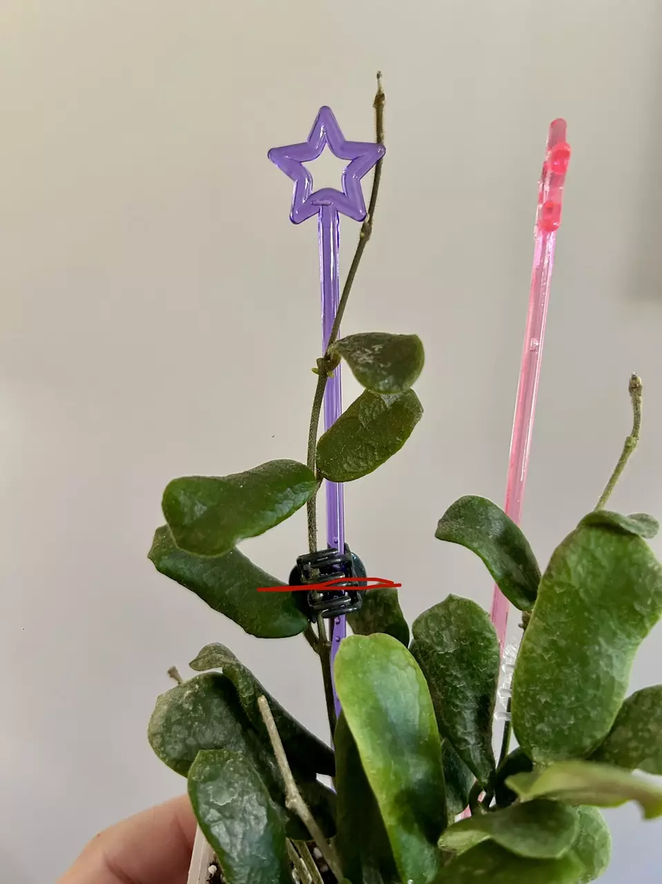 Hoya Rotundiflora (3 leaf top cut) thumbnail