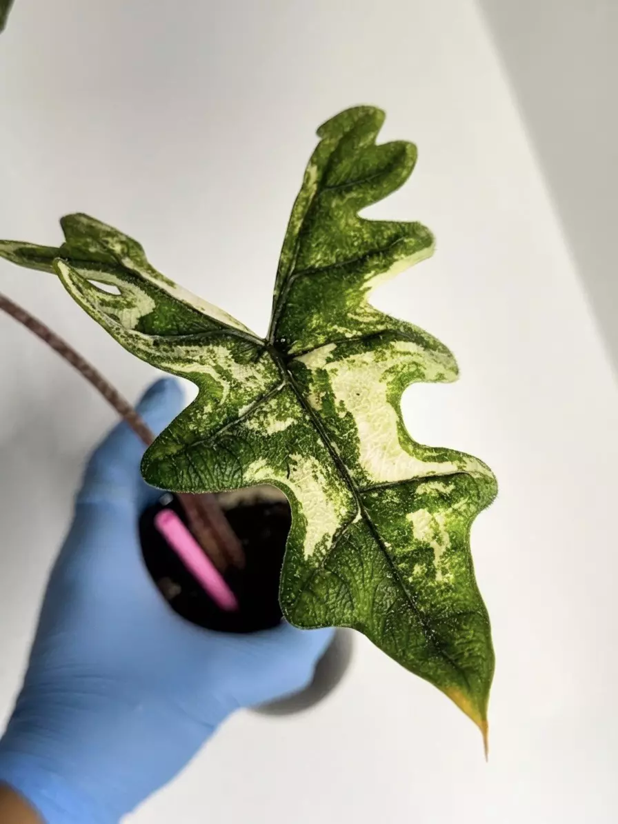 Corm - Alocasia Jacklyn Variegated thumbnail