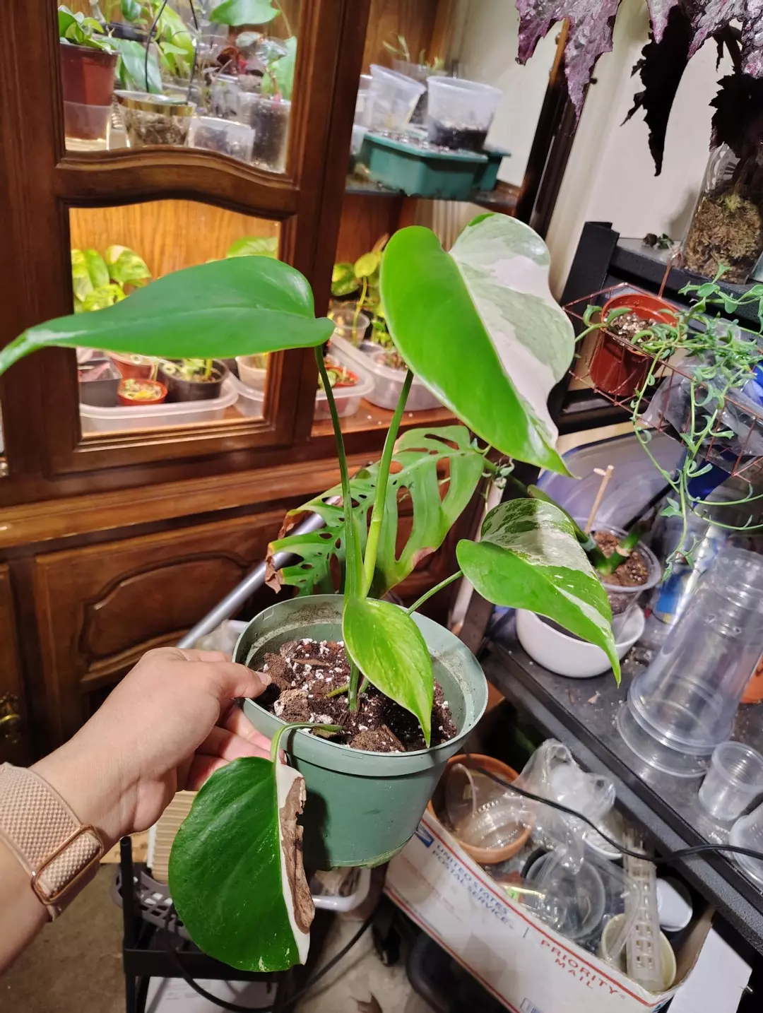 Monsters Albo small form thumbnail