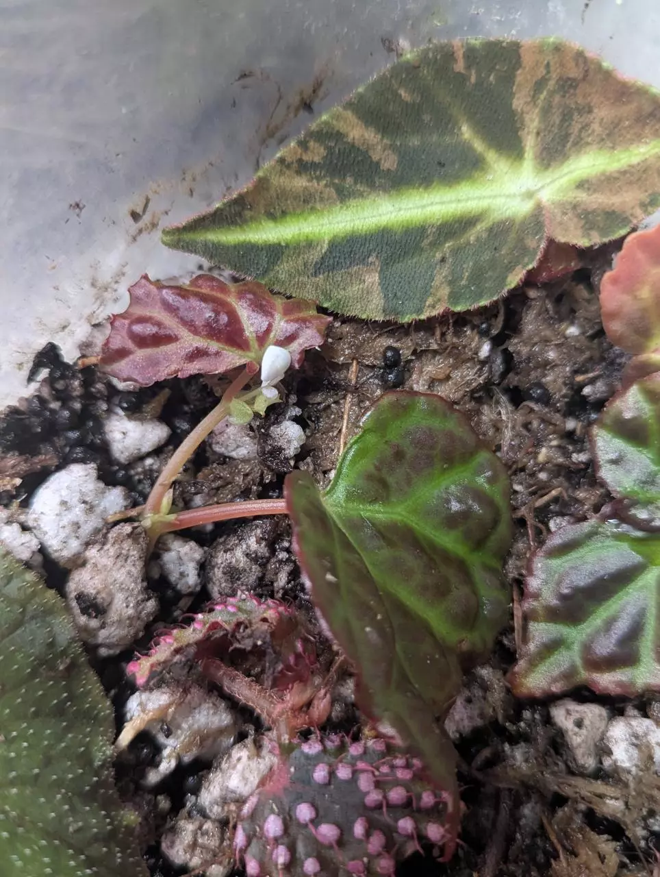 Begonia dracopelta x Sarawak unrooted top cutting thumbnail