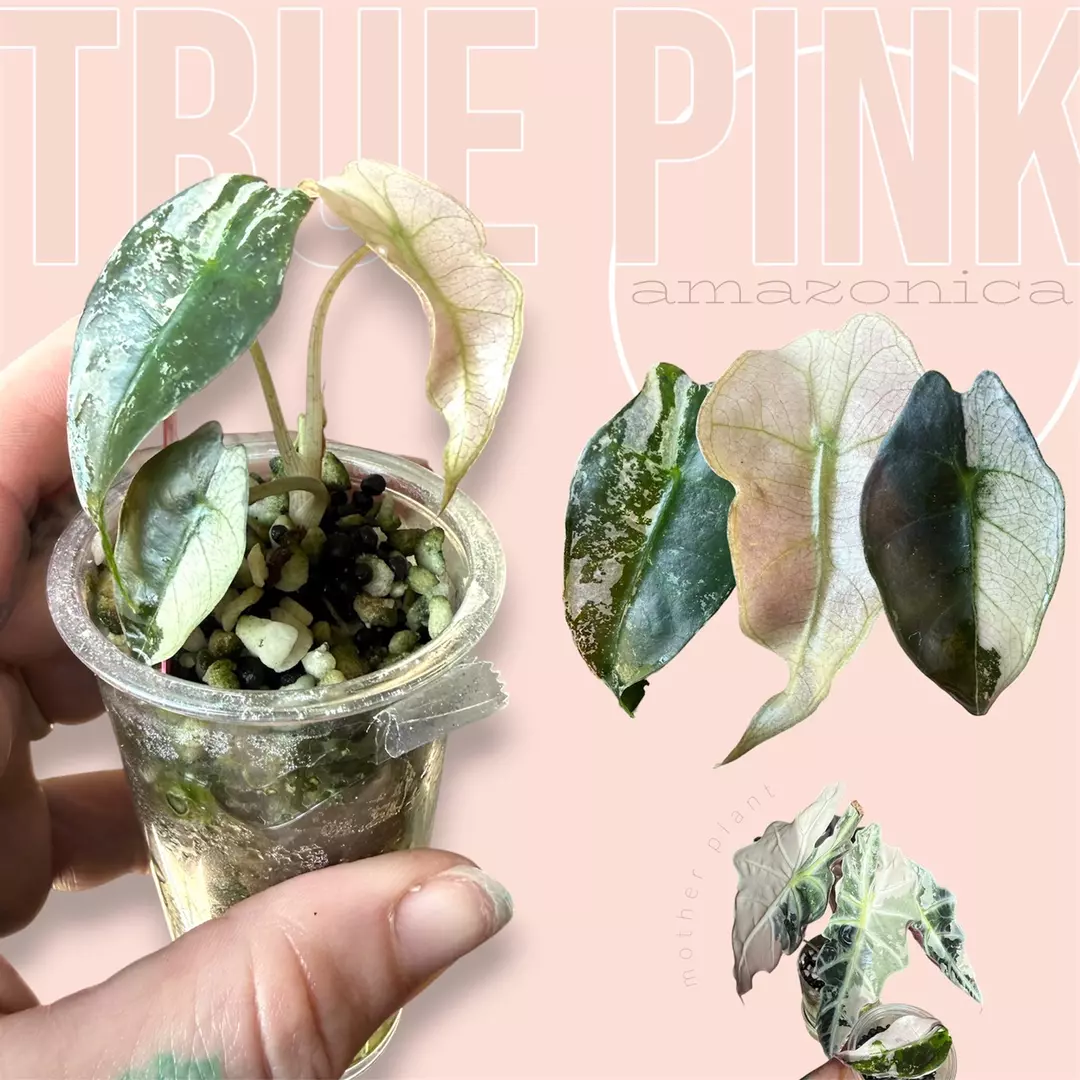 Pink amazonica - true pink amazonica - rare variegated alocasia thumbnail